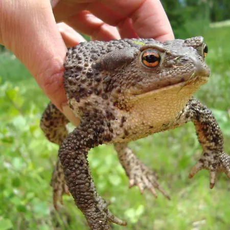 Puhkekula